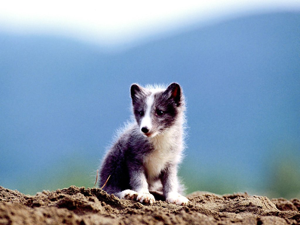 Arctic Fox Kit